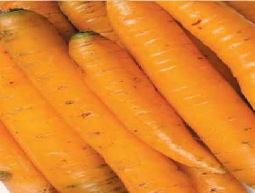Метро, Морковь ранняя