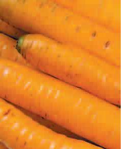 Метро, Морковь    